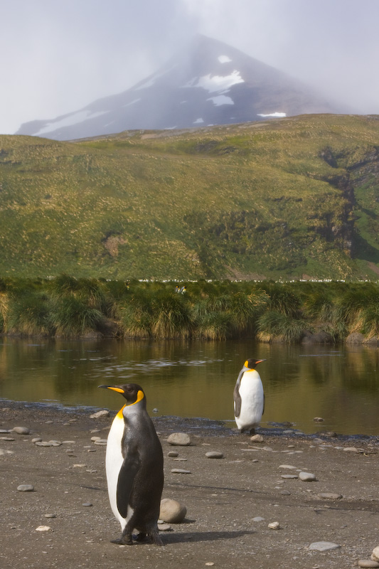 King Penguins